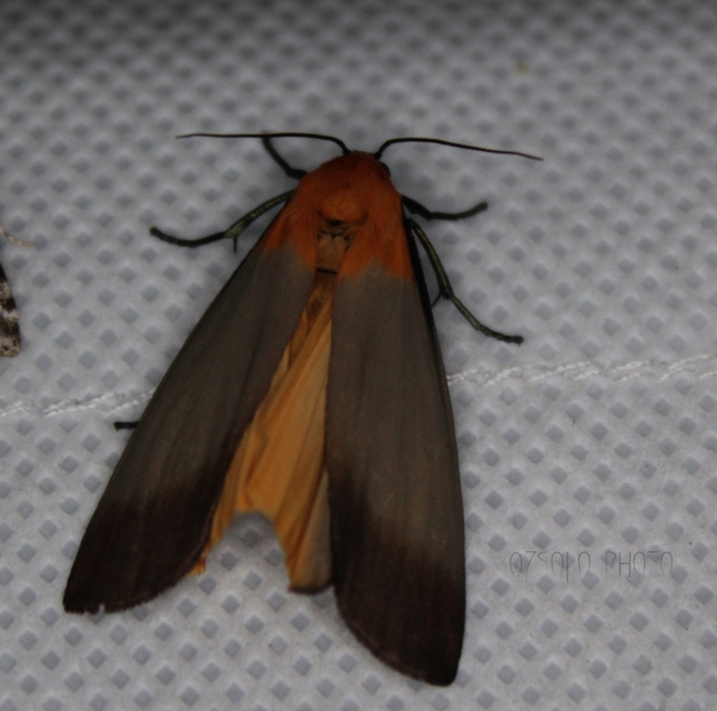 Lithosia quadra - négypettyes zuzmószövő