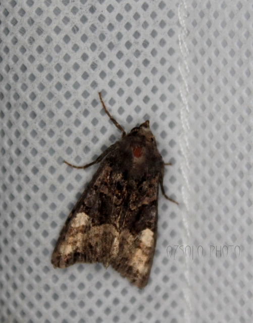 Euplexia lucipara - szeder-csipkésbagoly