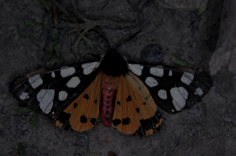 Arctia villica - fekete medvelepke