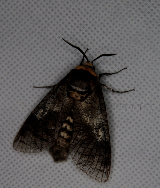 Cossus cossus - fűzfarontólepke