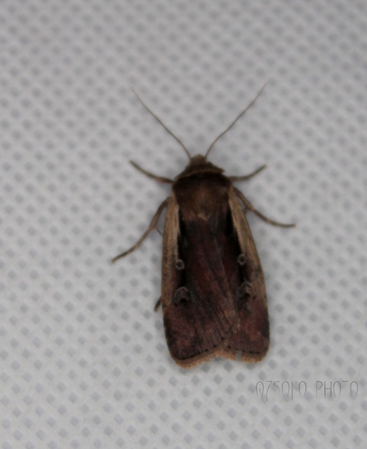 Ochropleura plecta - fehérszegélyű fűbagoly