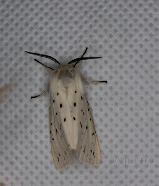 Spilosoma lubricipedum - tejszínű medvelepke