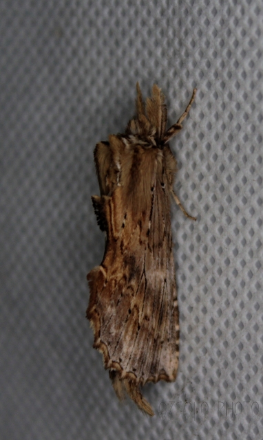 Pterostoma palpina - csőrös púposszövő