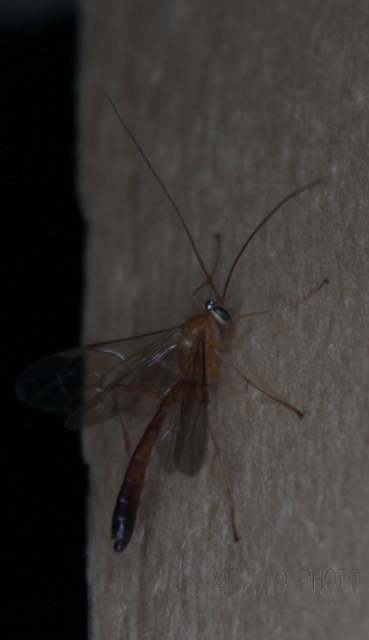 Netelia