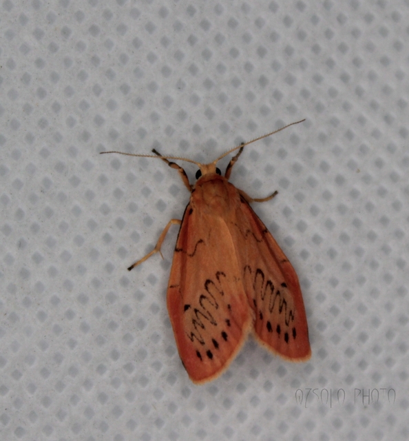 Miltochrista miniata - piros medvelepke
