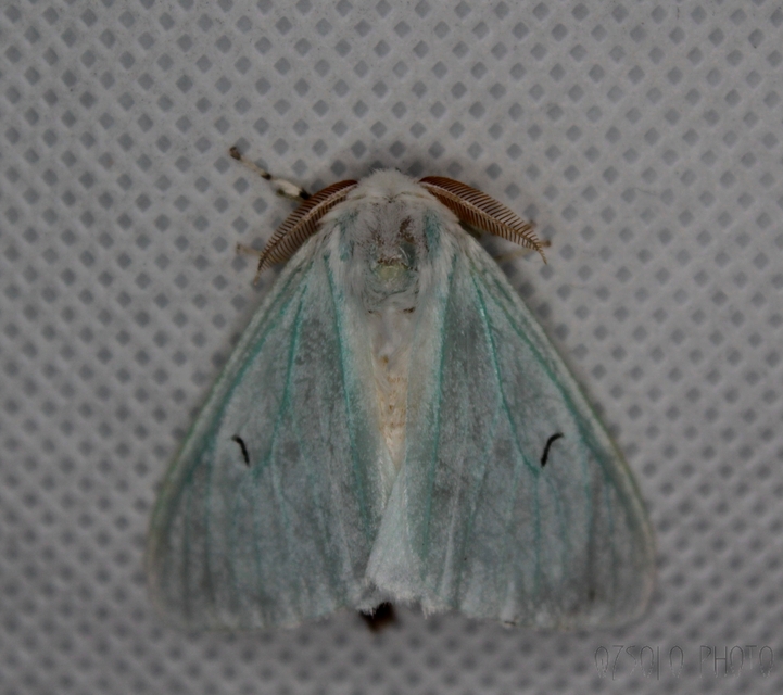 Arctornis l-nigrum - L-betűs gyapjaslepke