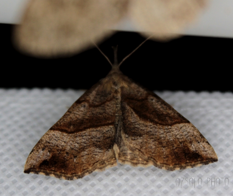 Hypena proboscidalis - ormányos karcsúbagoly