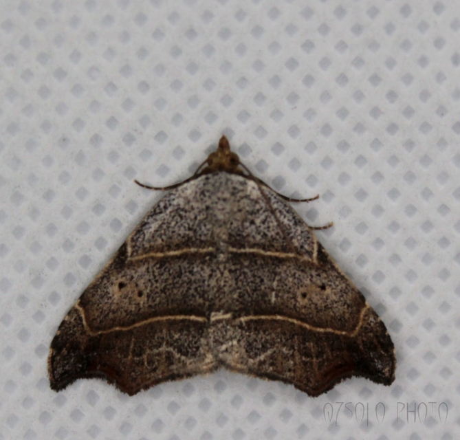 Laspeyria flexula - zuzmóbagoly