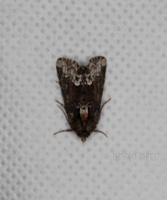 Oligia strigilis/latruncula/versicolor