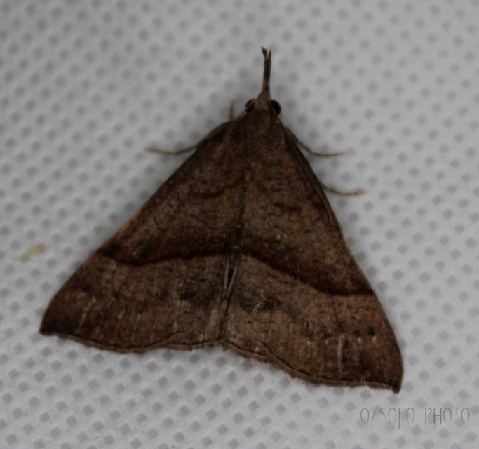 Hypena proboscidalis - ormányos karcsúbagoly