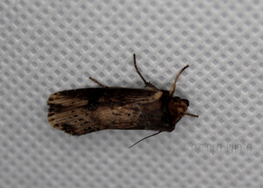 Axylia putris - vonalkás földibagoly