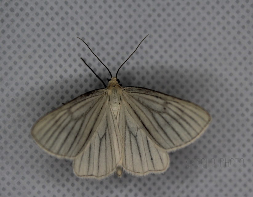 Siona lineata - vonalas fehéraraszoló