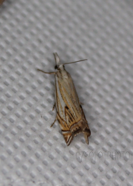 Crambus lathoniellus - mezei fűgyökérmoly