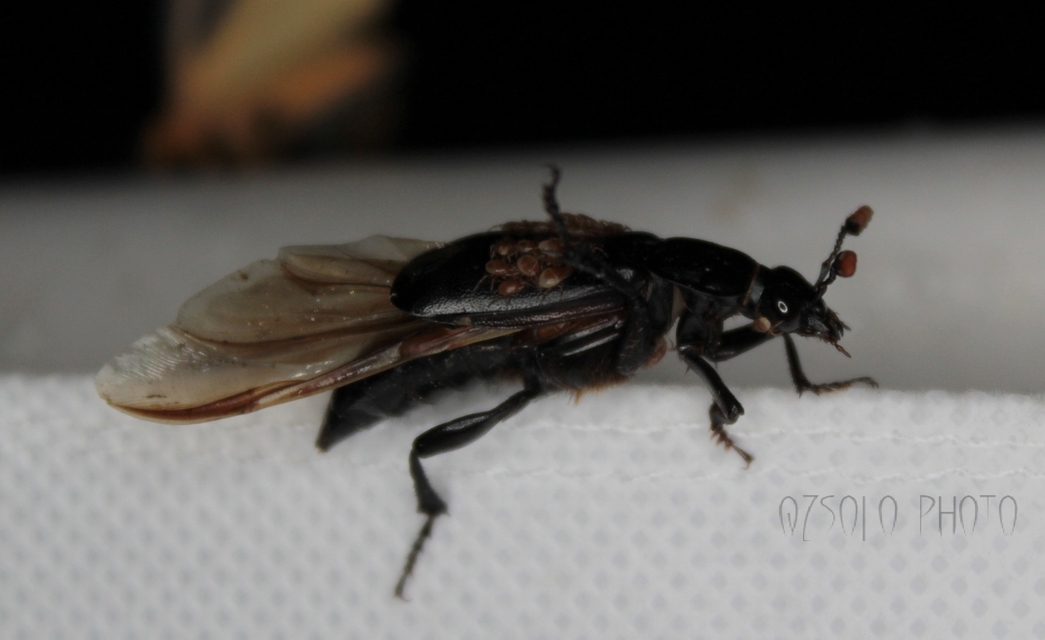 Nicrophorus humator - fekete temetőbogár