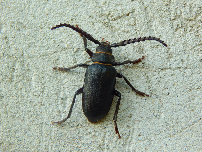 Prionus coriarius - csőszcincér