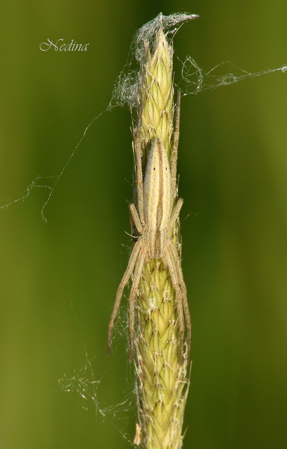 Tibellus