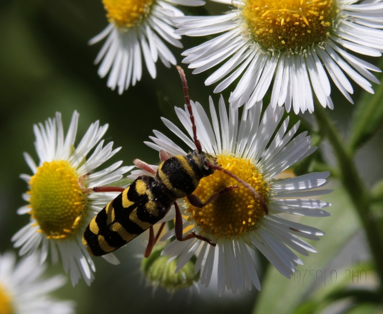 Echinocerus floralis - lucerna-darázscincér