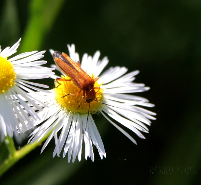 Oedemera podagrariae - székfű-álcincér