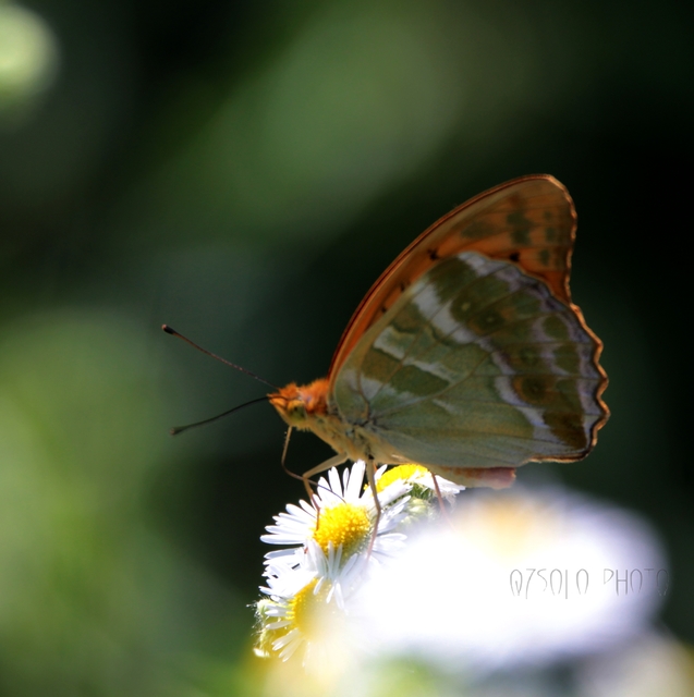 Argynnis paphia - nagy gyöngyházlepke