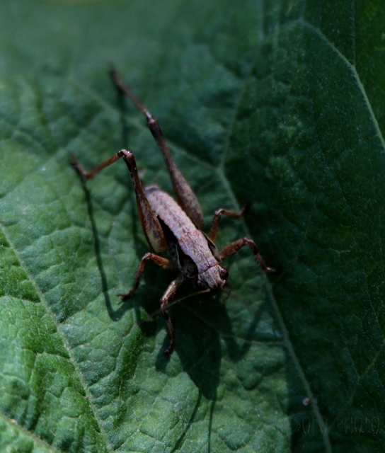 Pholidoptera griseoaptera - szürke avarszöcske