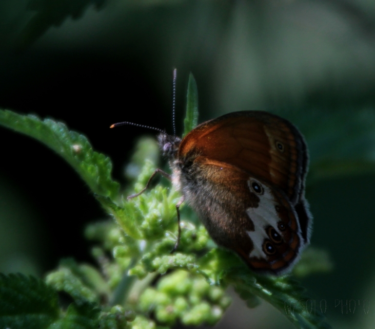 Coenonympha arcania - fehéröves szénalepke
