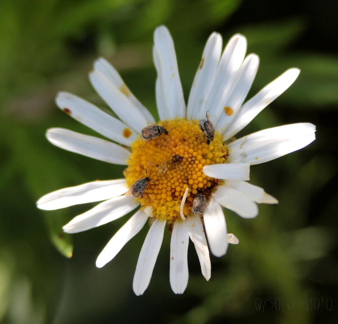 Acanthoscelides pallidipennis - gyalogakác-zsizsik