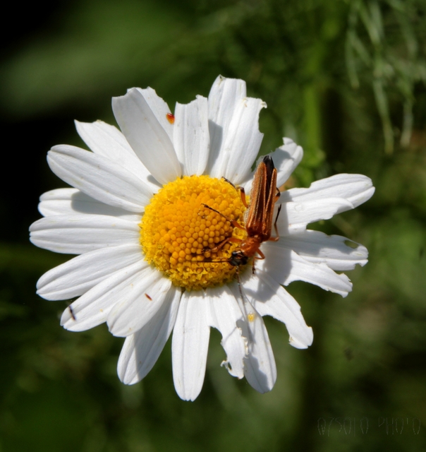 Oedemera podagrariae - székfű-álcincér