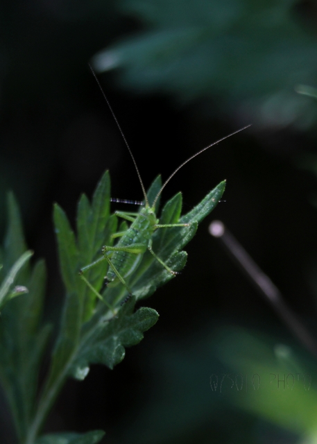 Leptophyes