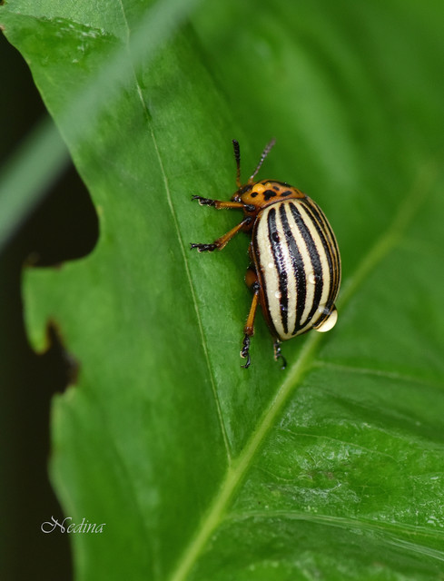 Leptinotarsa decemlineata - burgonyabogár