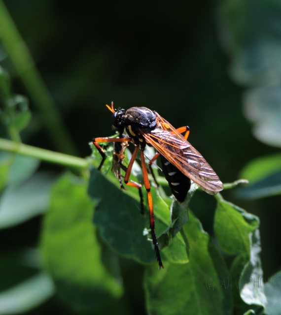 Molobratia teutonus