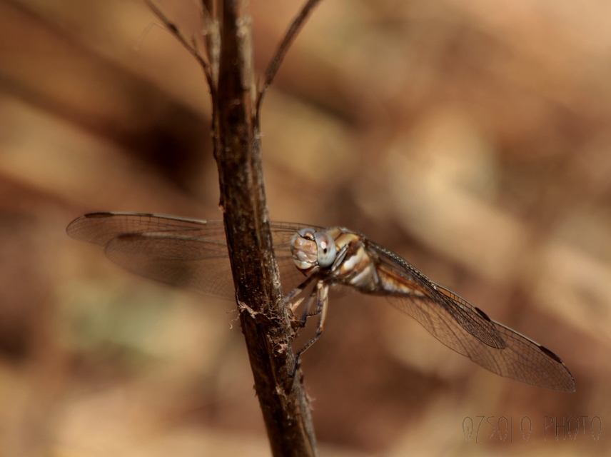 Orthetrum albistylum - fehérfarkú pásztorszitakötő