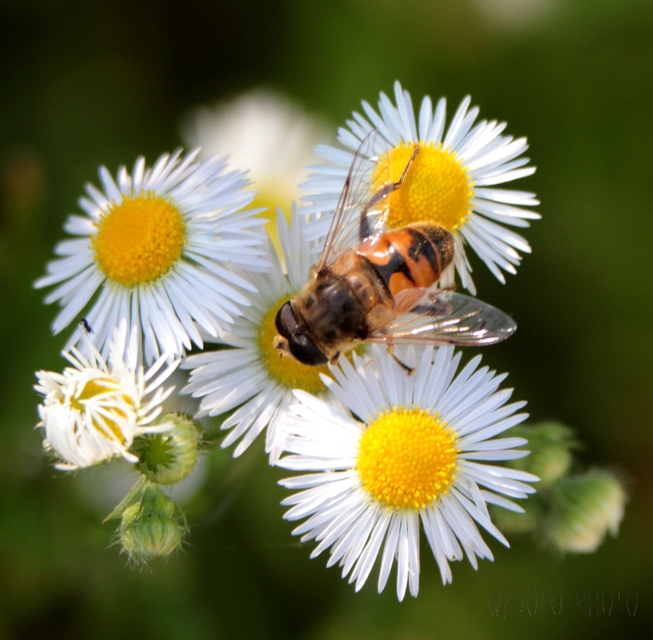 Eristalis tenax - közönséges herelégy