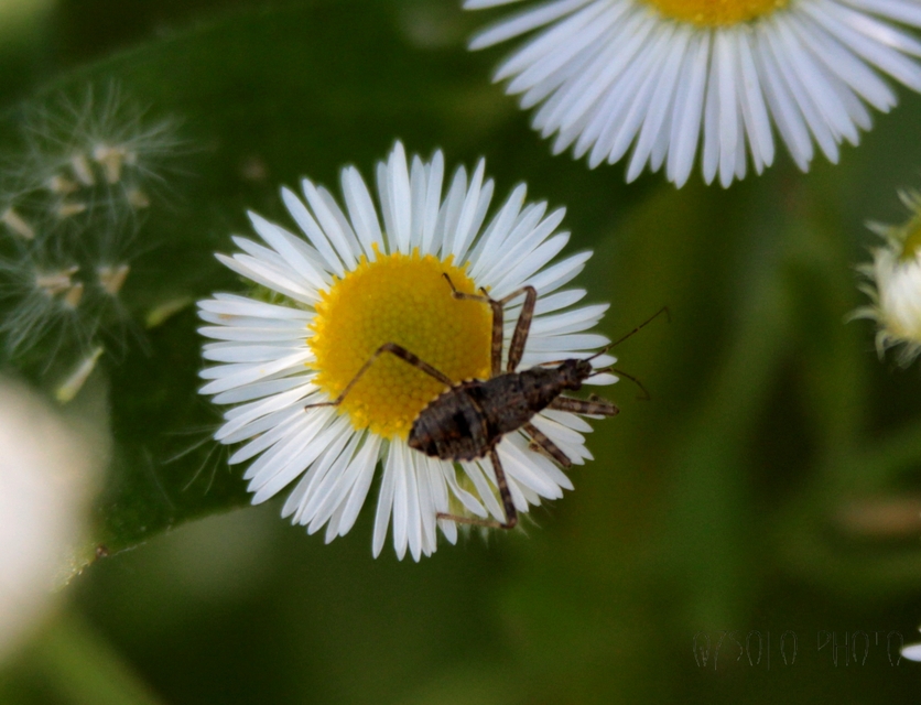 Himacerus