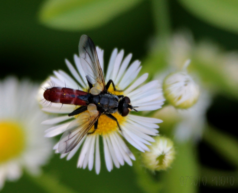 Cylindromyia bicolor
