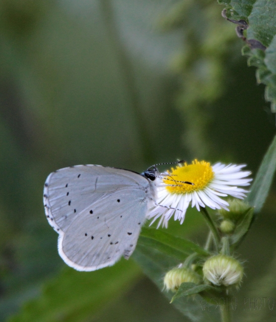 Celastrina argiolus - bengeboglárka