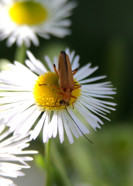 Oedemera podagrariae - székfű-álcincér
