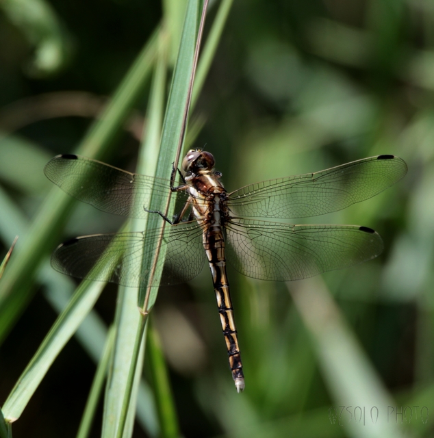 Orthetrum albistylum - fehérfarkú pásztorszitakötő