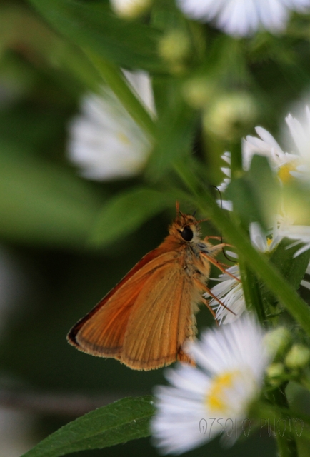 Thymelicus sylvestris - barna busalepke