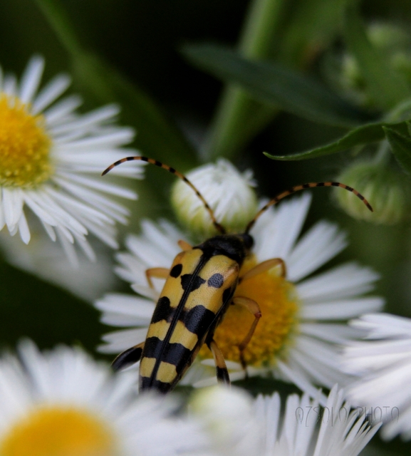 Rutpela maculata - tarkacsápú karcsúcincér