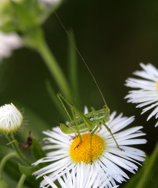 Leptophyes