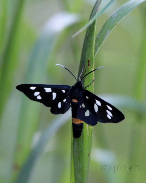 Amata phegea - fehérpettyes álcsüngőlepke