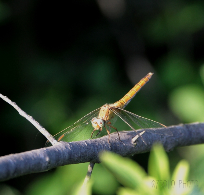 Orthetrum coerulescens - karcsú pásztorszitakötő