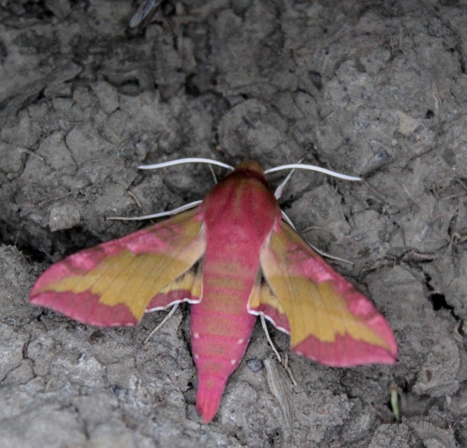 Deilephila porcellus - piros szender