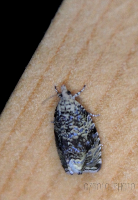 Celypha lacunana - vízparti tükrösmoly