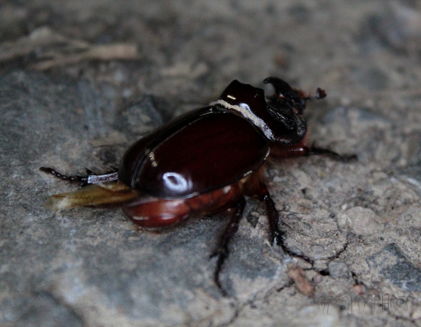 Oryctes nasicornis - orrszarvú bogár
