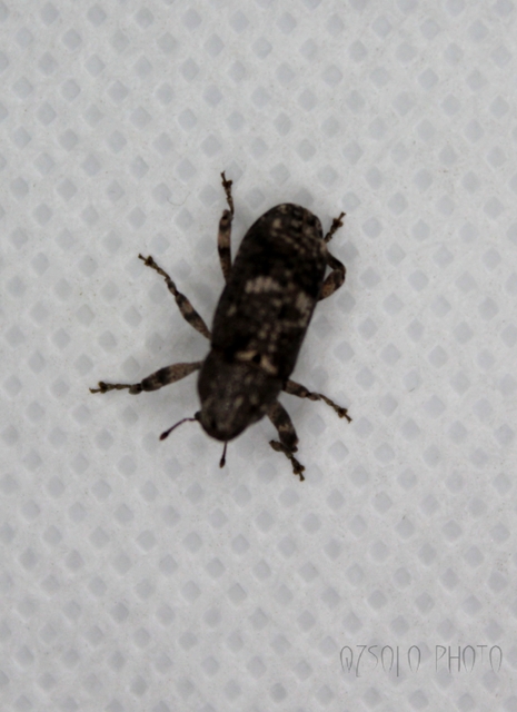 Gasterocercus depressirostris - laposorrú ormányos