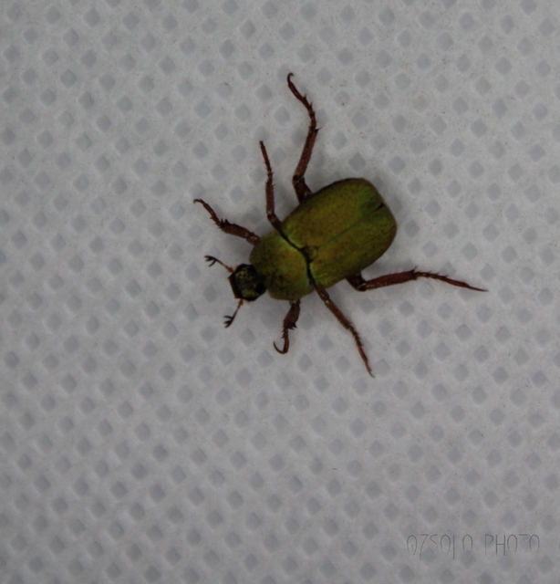 Hoplia dilutipes