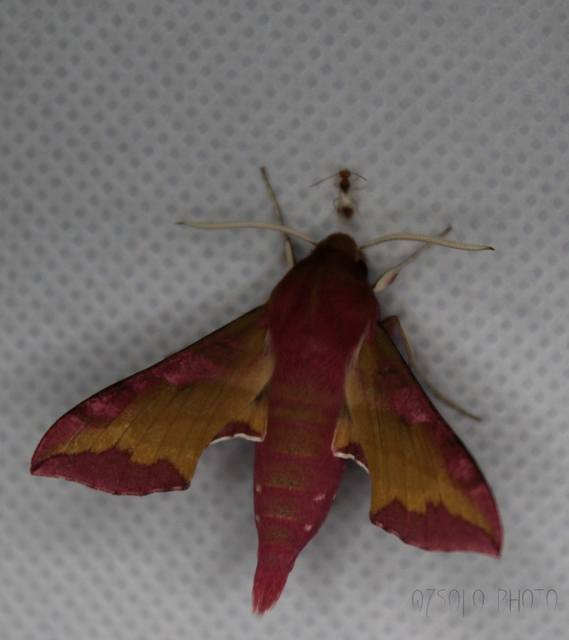 Deilephila porcellus - piros szender