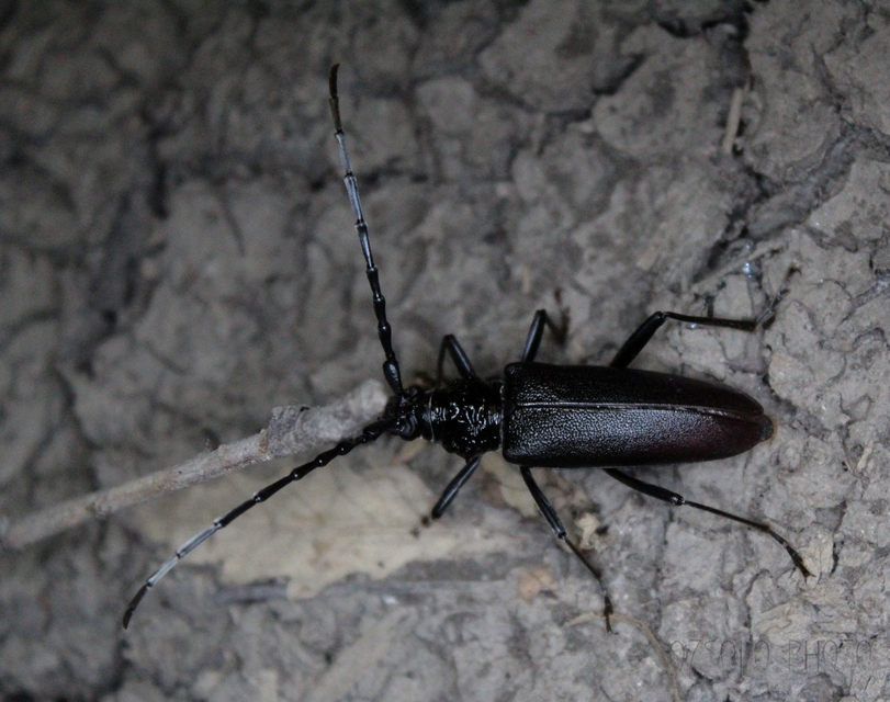 Cerambyx cerdo - nagy hőscincér