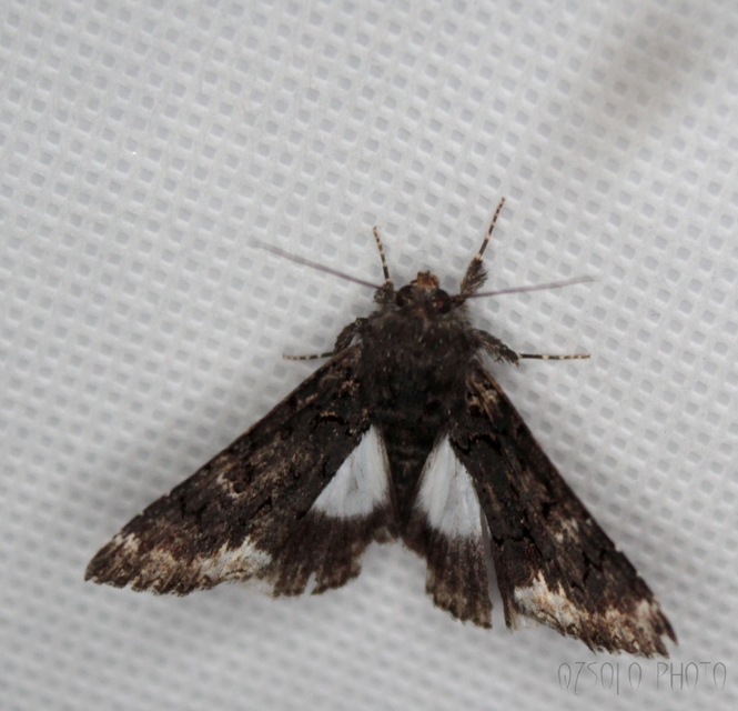 Catephia alchymista - fekete övesbagoly